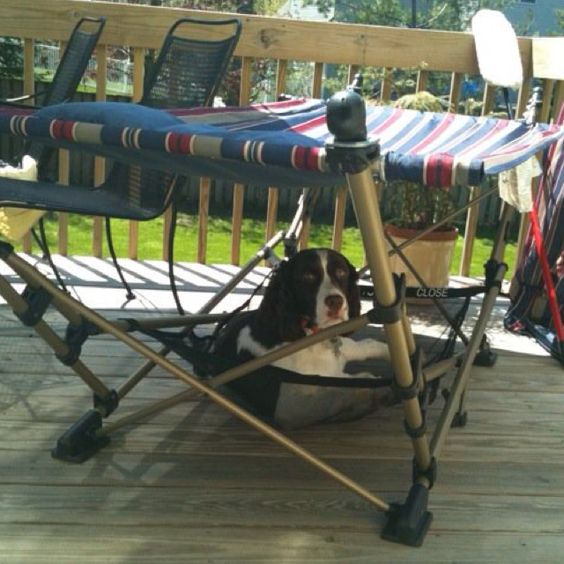 hammock springer spaniel photo dog