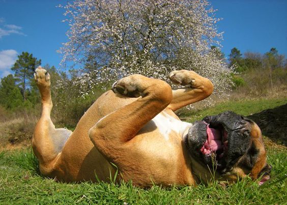 18 Things That Make Boxer Dog Happy 6 happy boxer dog spring pics