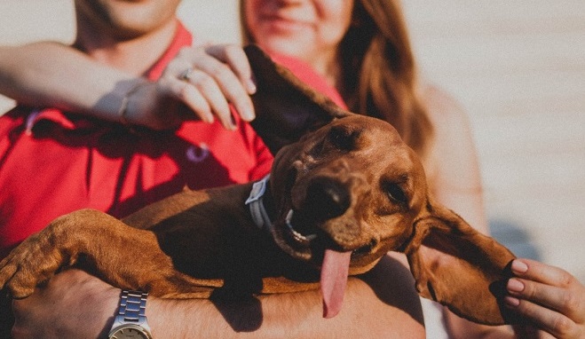 16 Things That Make Dachshunds Happy 1