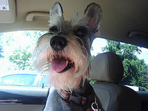 12 Things That Make Schnauzers Happy 3 happy schnauzer