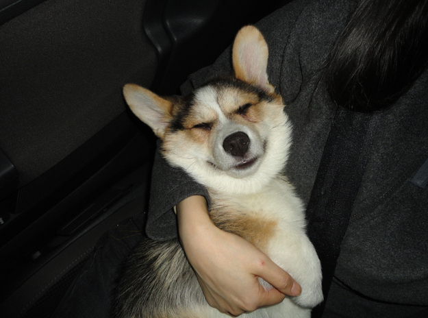 21 Things That Make Corgis Happy 10 hugs corgi photo dog