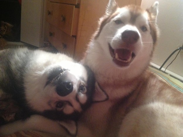 huskies fooling around