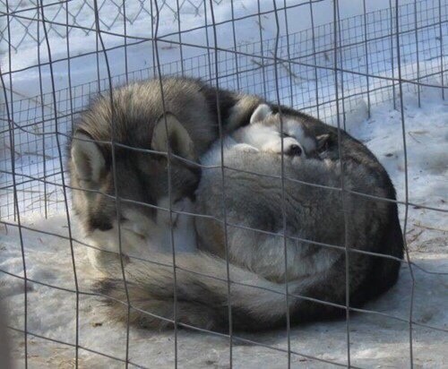 huskies sleep winter snow
