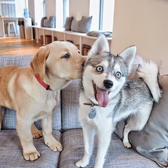 husky labrador puppies friends