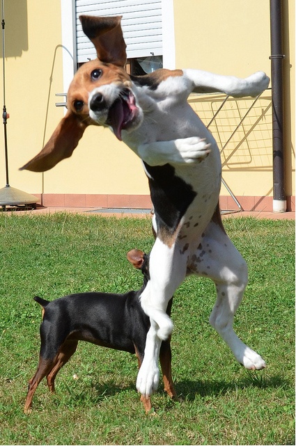 jumping beagle photo pics dogs