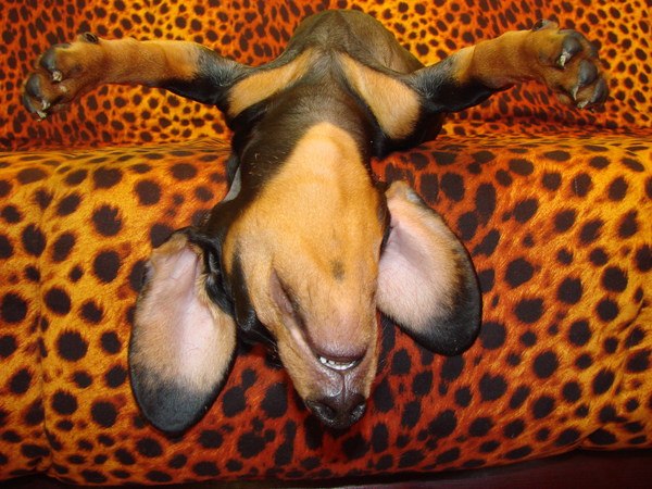 lazy dachshund dog sleep paws