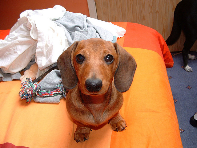 love dachshund doxie pup