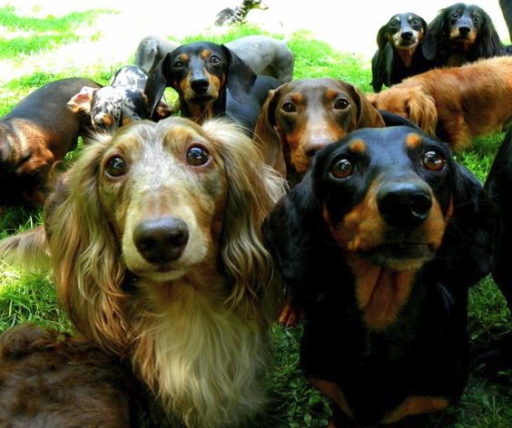 many dachshunds