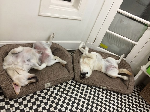 nap time dogs funny