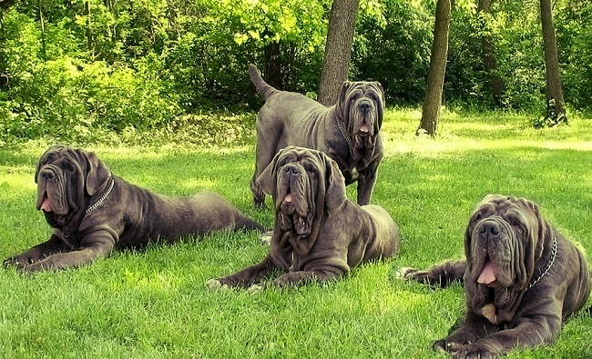 6 Problems Only Mastiff Owners Will Understand 10