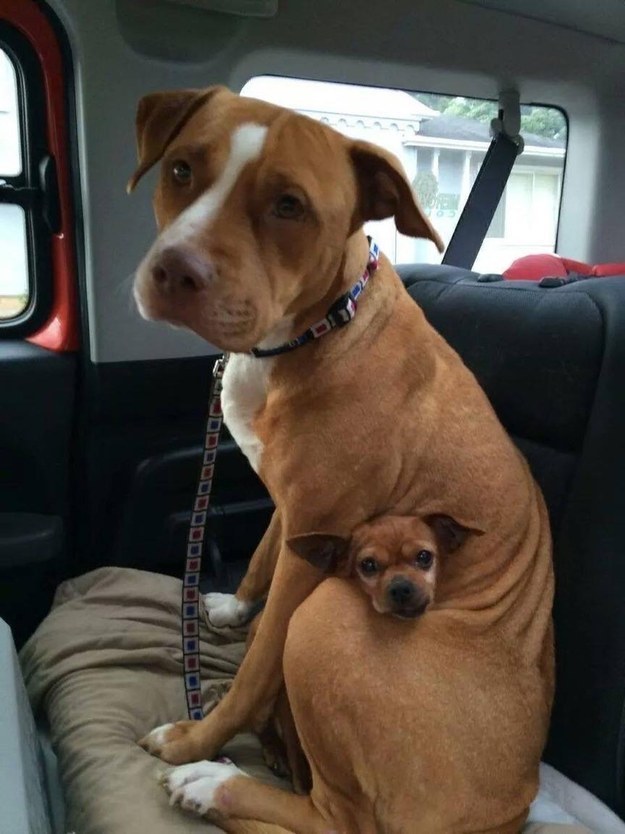 pit bull chihuahua dogs car