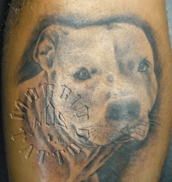 pit bull tattoo design