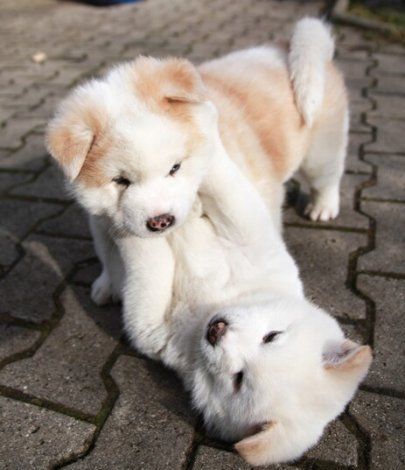 Top 10 Things Akita Inus Don’t Like 10 playful puppies akita inus