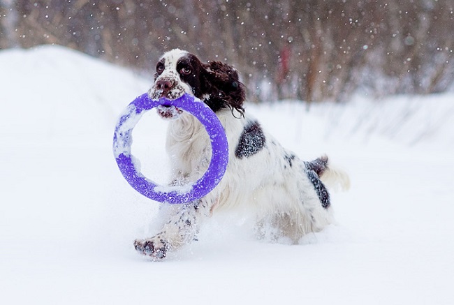 playing dog springer spaniel snow