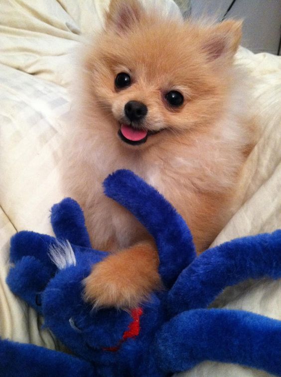 pomeranian and toy