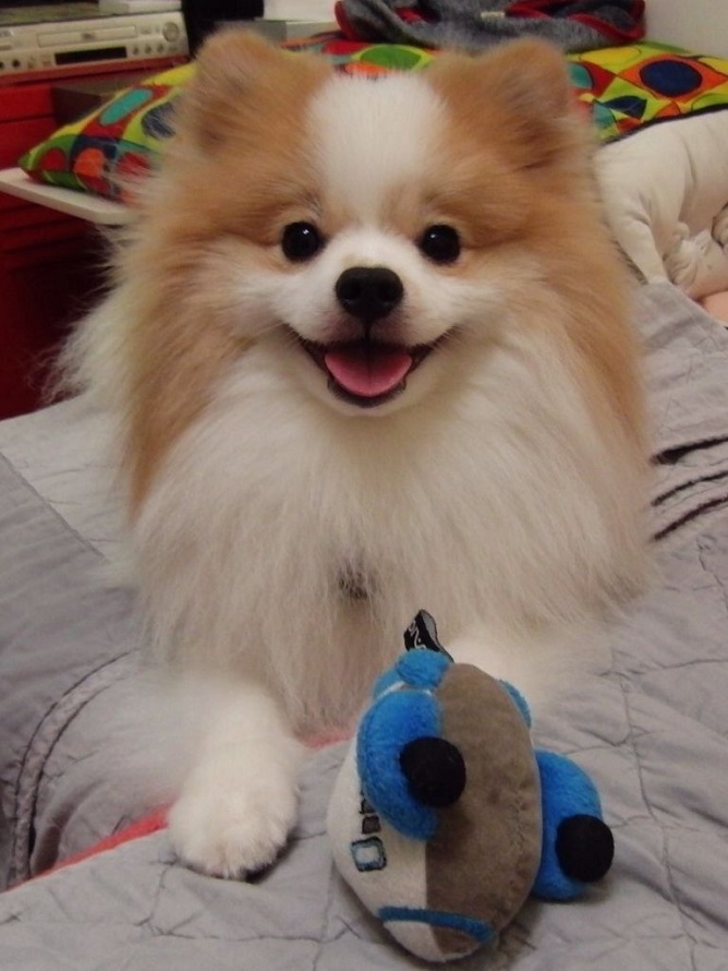 pomeranian dog smile