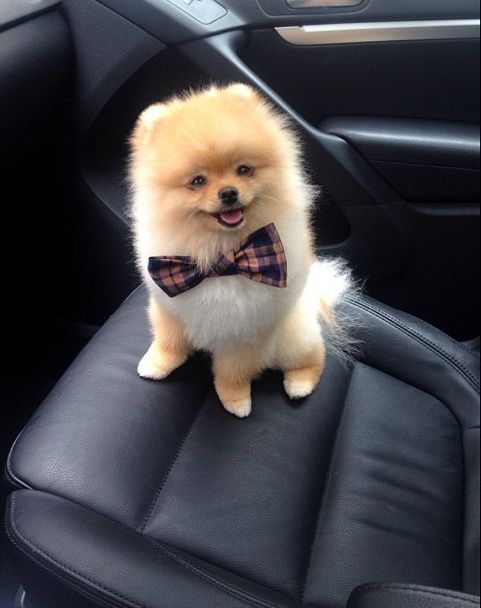 pomeranian in bowtie