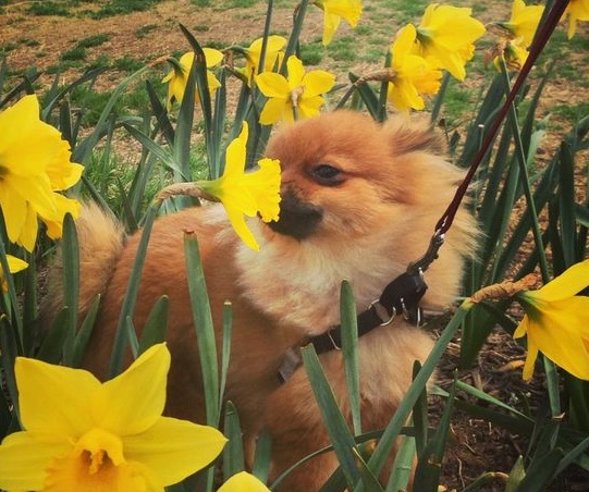 pomeranian in flowers