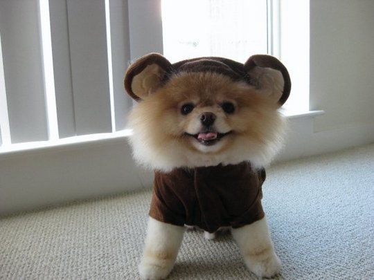 pomeranian outfit