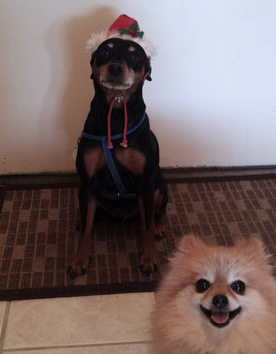 pomeranian photobombing