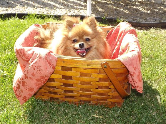 pomeranian picnic