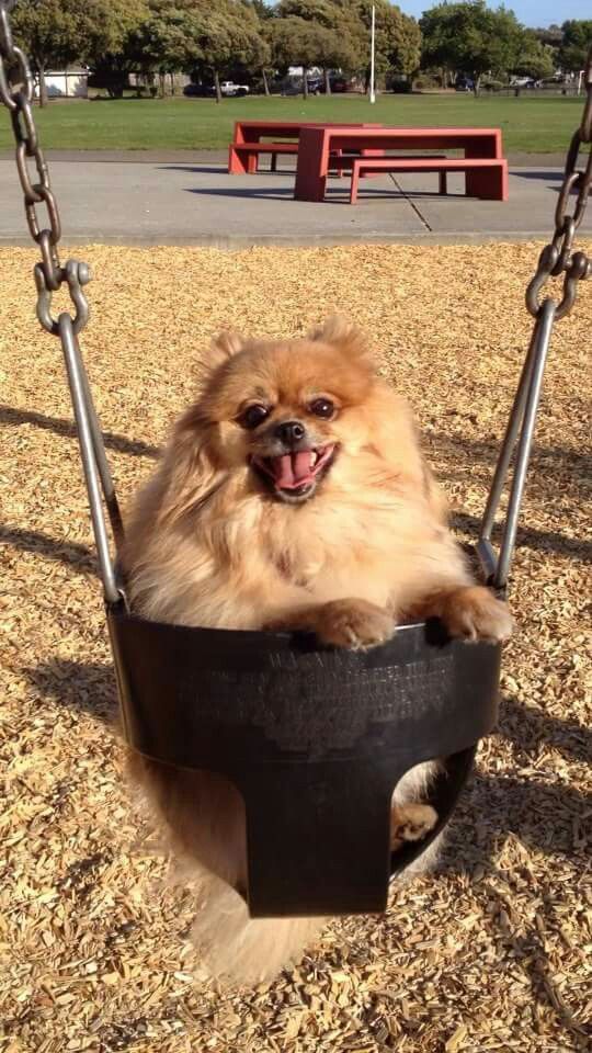 pomeranian swinging