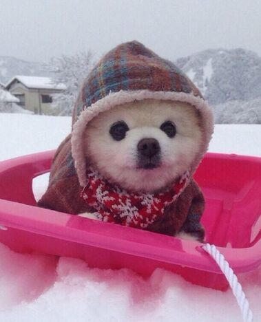 pomeranian winter