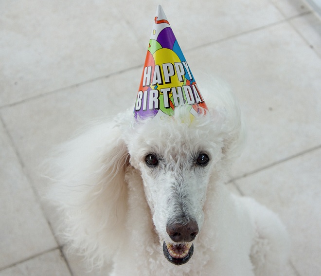 12 Things That Make Poodles Happy