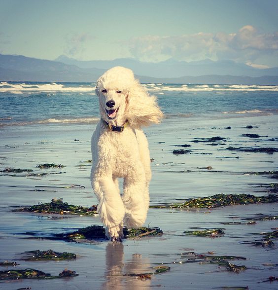poodle on beach