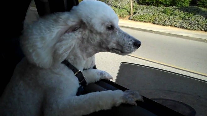 poodles in car