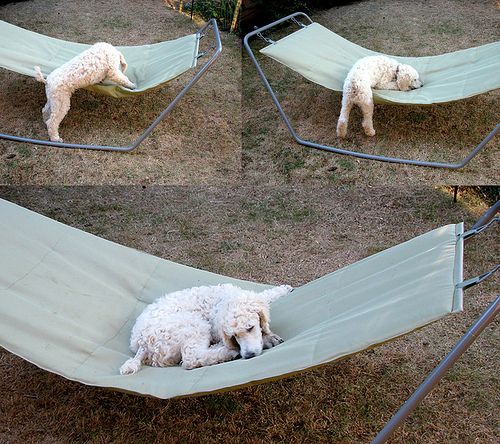 poodles in hammock