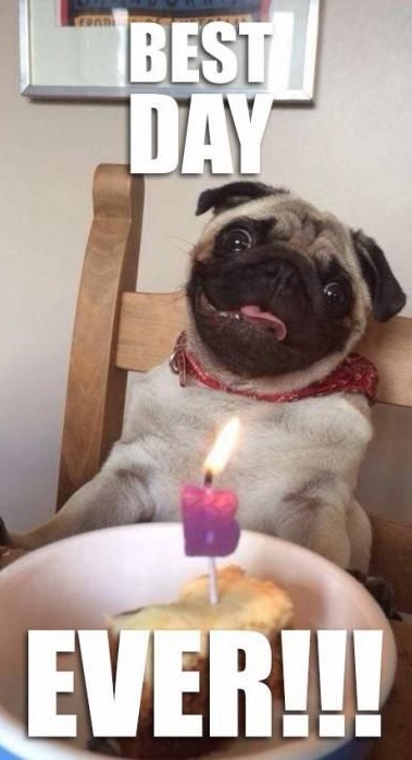 pug birthday