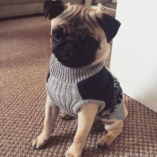 pug sweater