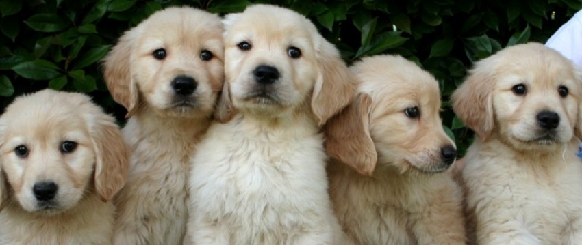 puppies dogs golden retrievers pics