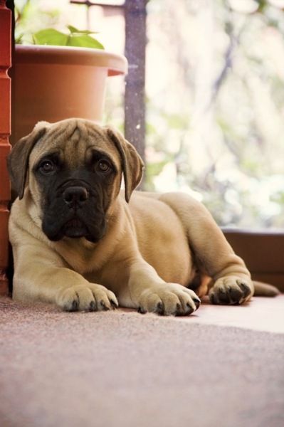 puppy dog eyes mastiff cute pet