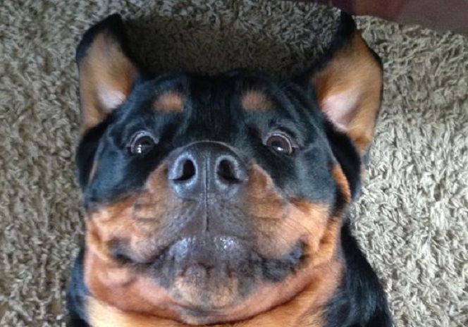 12 Things That Make Rottweilers Happy 3