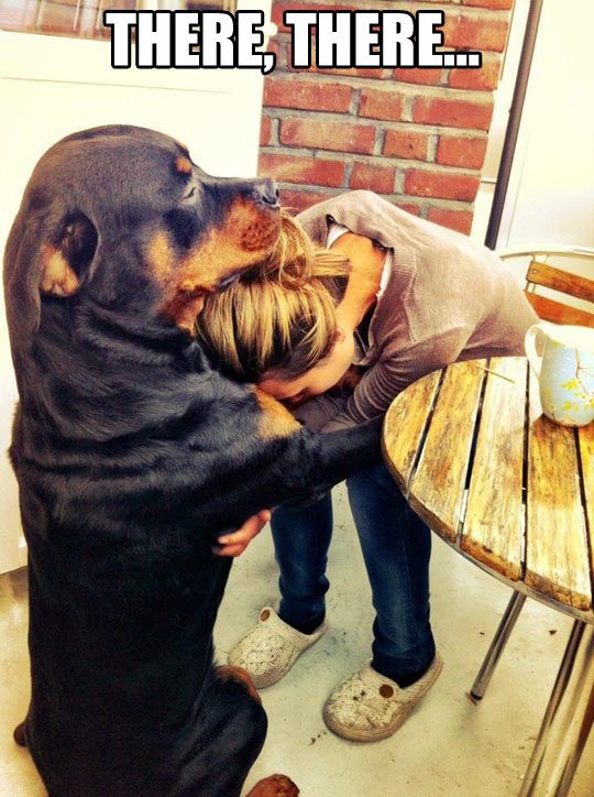 rottweiler hug