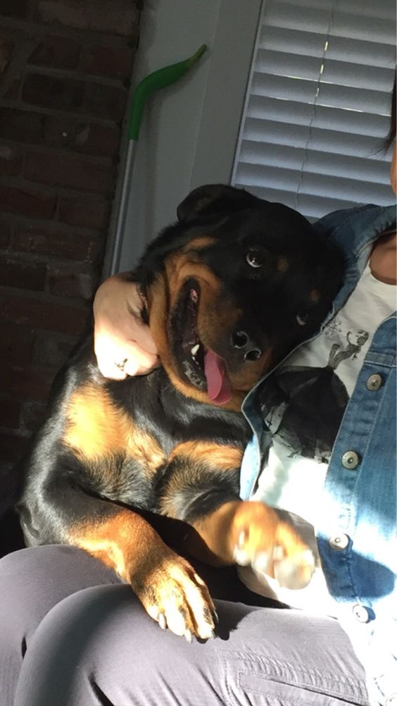rottweiler hugs