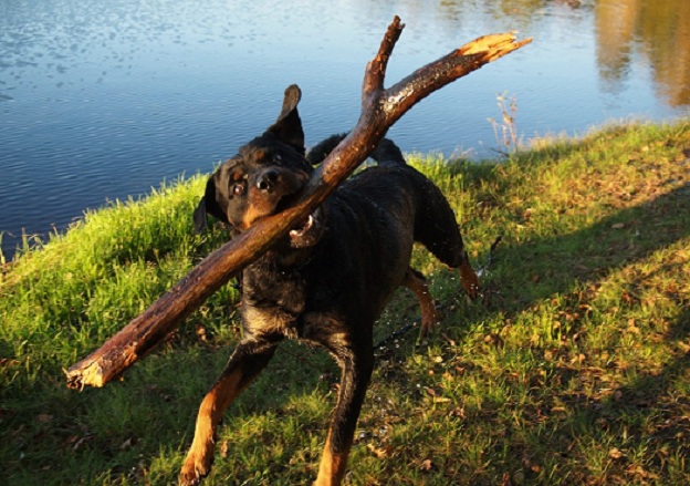 rottweiler stick
