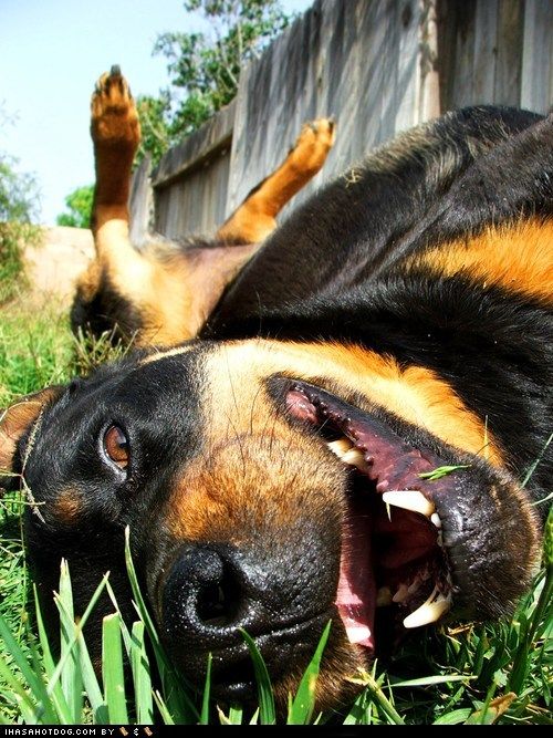rottweiler summer