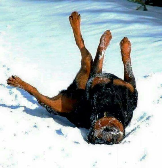rottweiler winter
