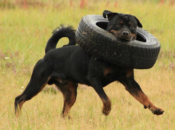 rottweiler with tire