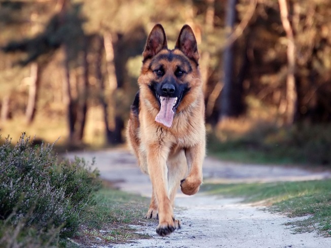 run german shepherd trip photo dog