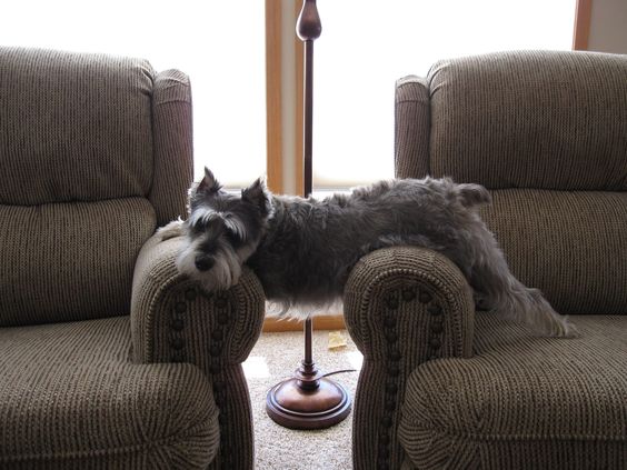 schnauzer arm chairs funny dog sleep