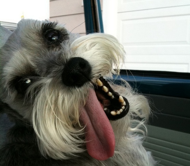 12 Things That Make Schnauzers Happy 4