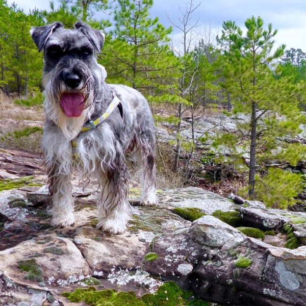schnauzer hiking