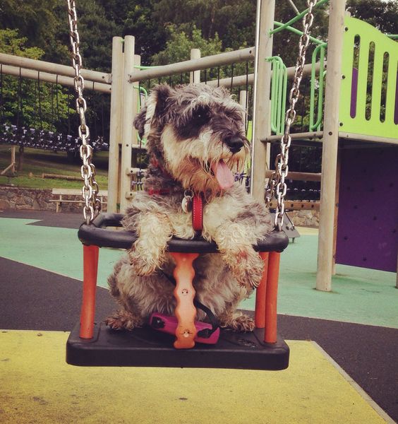 12 Things That Make Schnauzers Happy 2 schnauzer swinging
