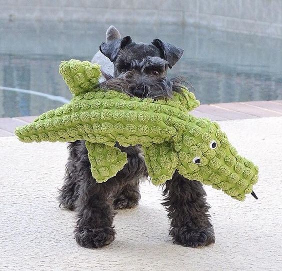 12 Things That Make Schnauzers Happy 4 schnauzer with toy