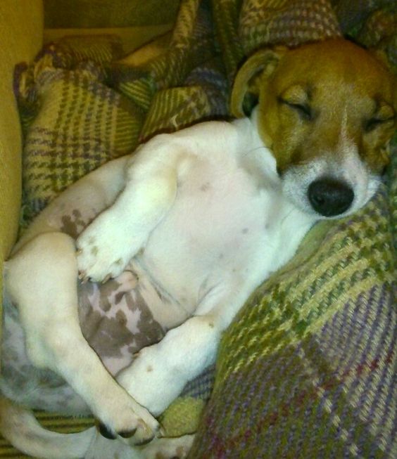 sleep JRT dog sitting funny