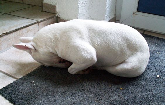 sleep bull terrier english photo position